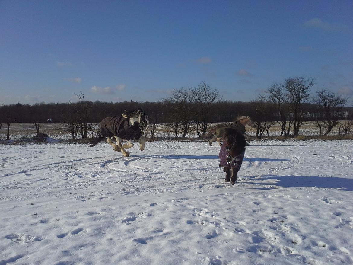 Shetlænder Molly billede 6