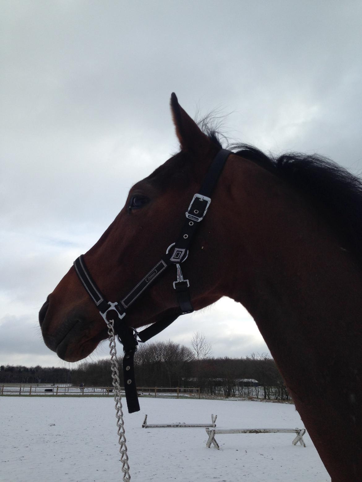 Dansk Varmblod Focus billede 11