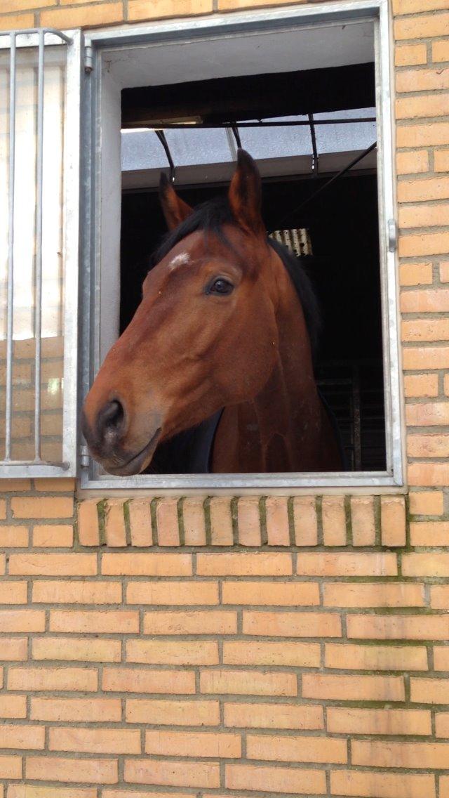 Dansk Varmblod Focus billede 6