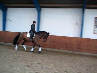 Dansk Varmblod Focus billede 2