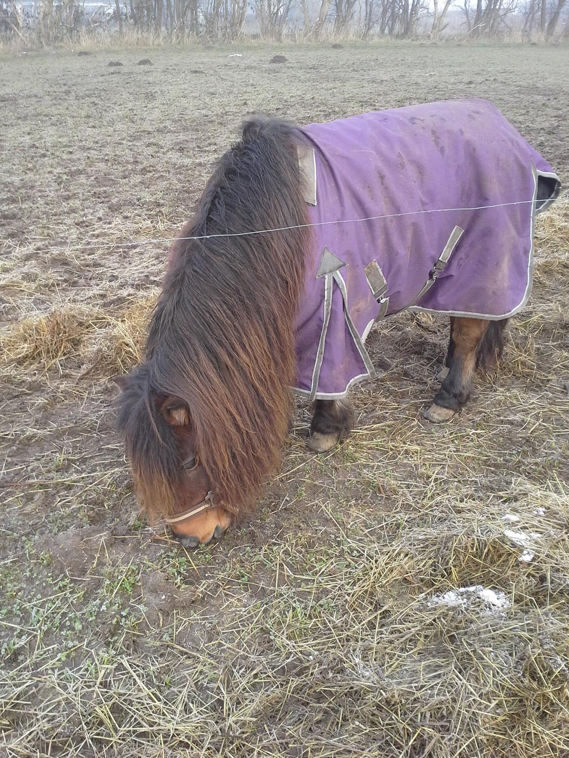 Shetlænder Molly billede 2