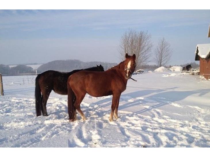 {{currentPhoto.altText}} billede {{currentPhoto.number}}