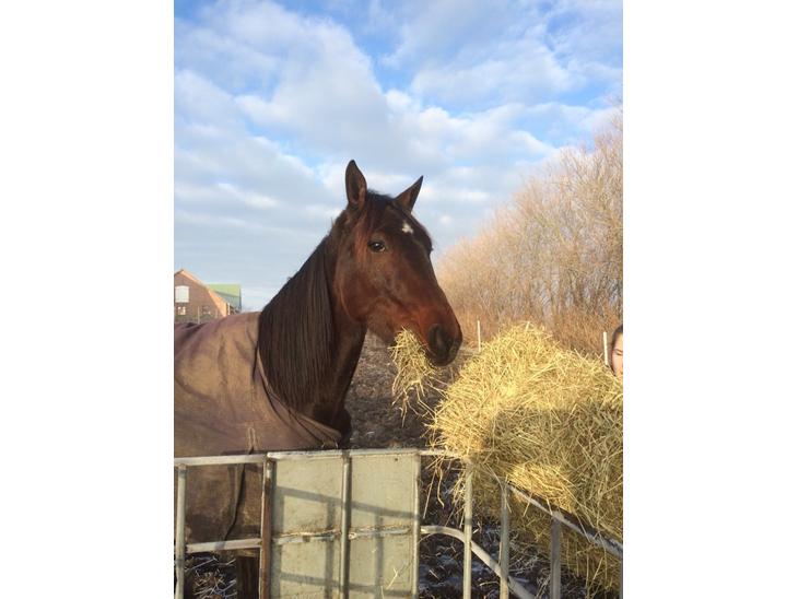 {{currentPhoto.altText}} billede {{currentPhoto.number}}