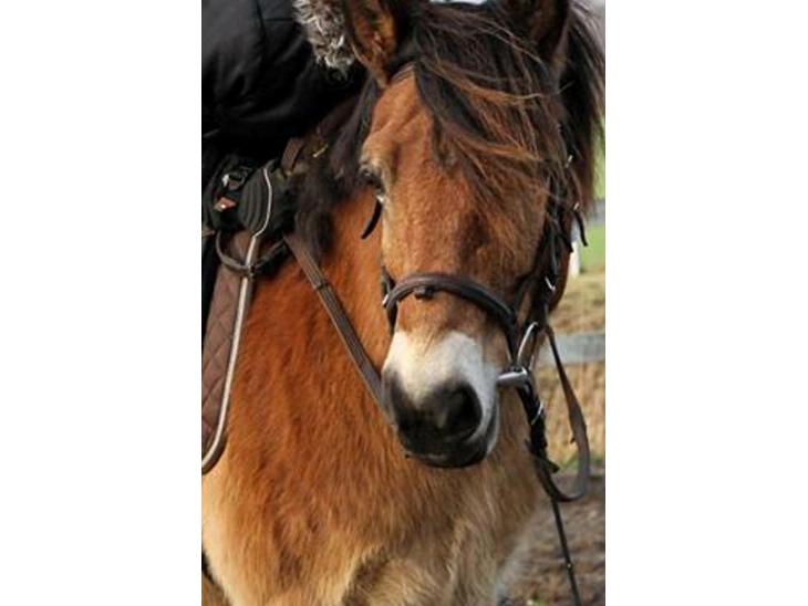 {{currentPhoto.altText}} billede {{currentPhoto.number}}