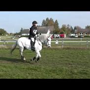Welsh Pony (sec B) Hesteklewa Minnie Mouse