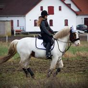 Anden særlig race Cody