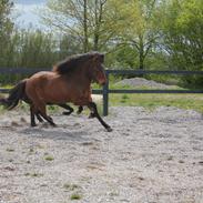 Islænder Jarpur fra Knøsgården