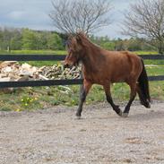 Islænder Jarpur fra Knøsgården