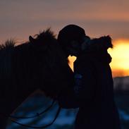 Islænder Lysingur Fra Gåsehaven