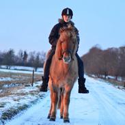 Islænder Lysingur Fra Gåsehaven