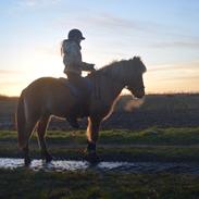 Islænder Lysingur Fra Gåsehaven