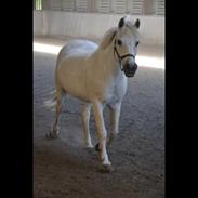 Anden særlig race Tarok (1990 - 2020)