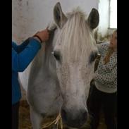 Anden særlig race Tarok (1990 - 2020)