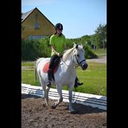 Anden særlig race Tarok (1990 - 2020)