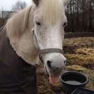 Anden særlig race Tarok (1990 - 2020)