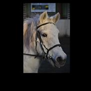 Anden særlig race Tarok (1990 - 2020)