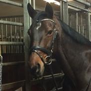 Anden særlig race Comet [Himmelhest]