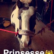 Islænder Blandet race: Dunse Medina