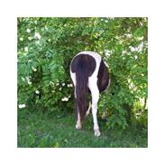 Anden særlig race Bacardi R.I.P (himmelhest)