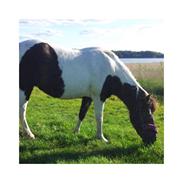 Anden særlig race Bacardi R.I.P (himmelhest)