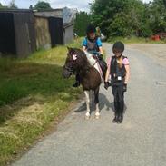 Anden særlig race Bacardi R.I.P (himmelhest)