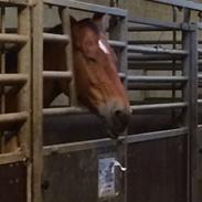 Anden særlig race Margot