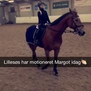 Anden særlig race Margot