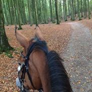 Anden særlig race Margot