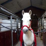 Irsk Sportspony Marco Polo Two