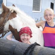 Islænder Blandet race: Dunse Medina