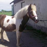 Islænder Blandet race: Dunse Medina