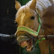 Palomino Klepholms Venus <3