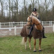 Palomino Klepholms Venus <3