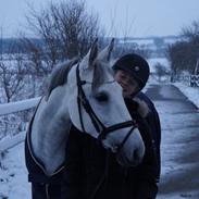 Anden særlig race Gipsy