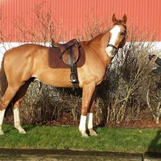 Dansk Varmblod Balthazar *Tidligere hest*