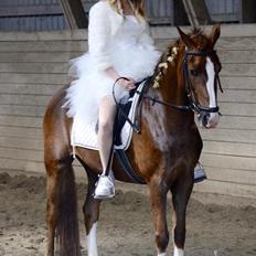 New Forest Veenwijk`s Chester