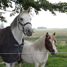 Connemara Skippergårdens crystal mandy