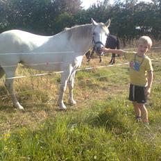 Connemara Skippergårdens crystal mandy