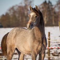 Arabisk fuldblod (OX) Nadim El Bak