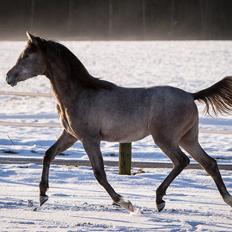 Arabisk fuldblod (OX) Nadim El Bak