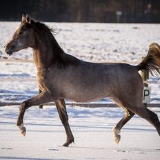 Arabisk fuldblod (OX) Nadim El Bak