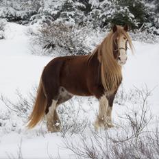 Shire Kragheredens Sunrise