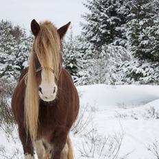 Shire Kragheredens Sunrise