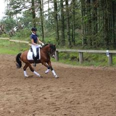 Knabstrupper Thrysøes Heimdal