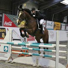 Dansk Varmblod Nykjærs Libelle