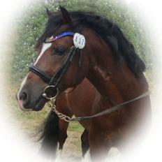 Welsh Pony af Cob-type (sec C) Rytterbjergets Discovery - B pony