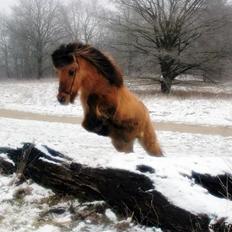 Islænder Solfari fra højen