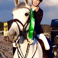 Dansk Varmblod Camari