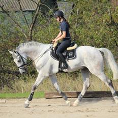 Dansk Varmblod Camari