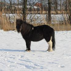 Anden særlig race Prins